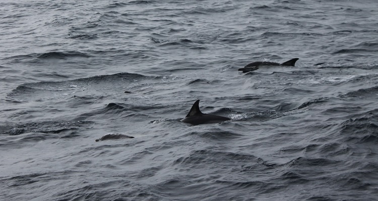 Dolfijnen in de buurt van de kust van Ponta Delgada.