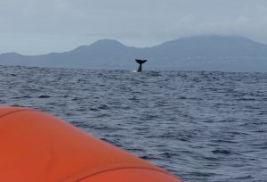 Bij de kust van Fajal zien we de staart van een walvis.